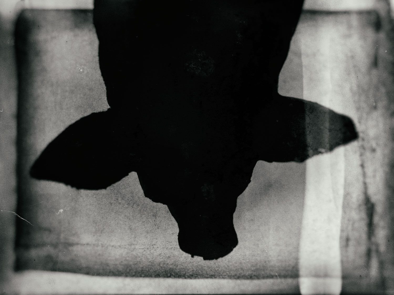 Black Sow - Milo Dlouhy Photograph