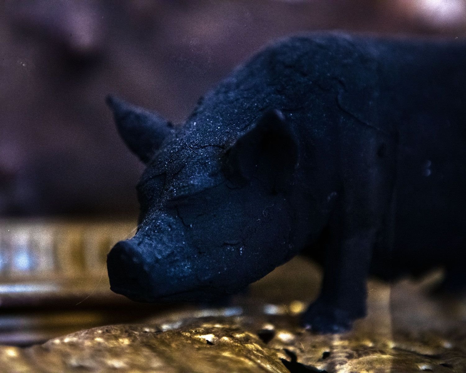 Black Sow in Gold - Milo Dlouhy Photograph