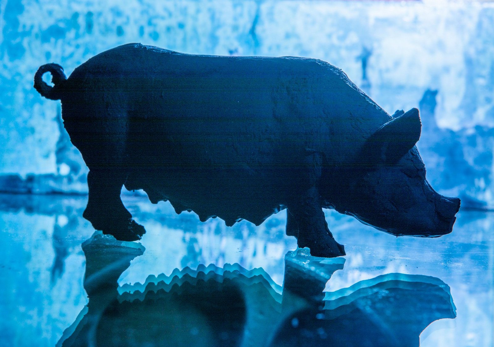 Black Sow in Blue - Milo Dlouhy Photograph